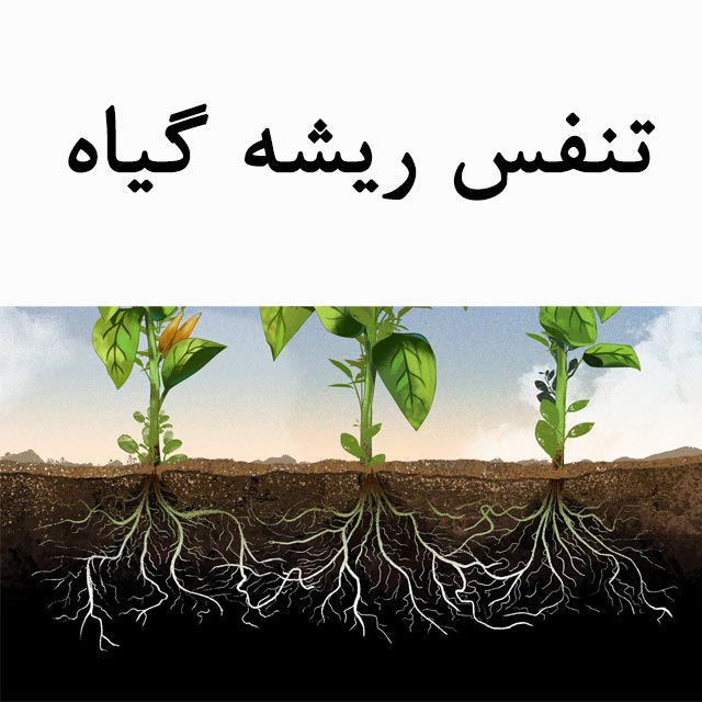 تنفس-ریشه-گیاه