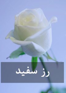 رز سفید